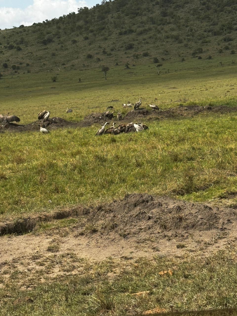 Top 7 Must-Visit Safari Destinations in Kenya for 2026